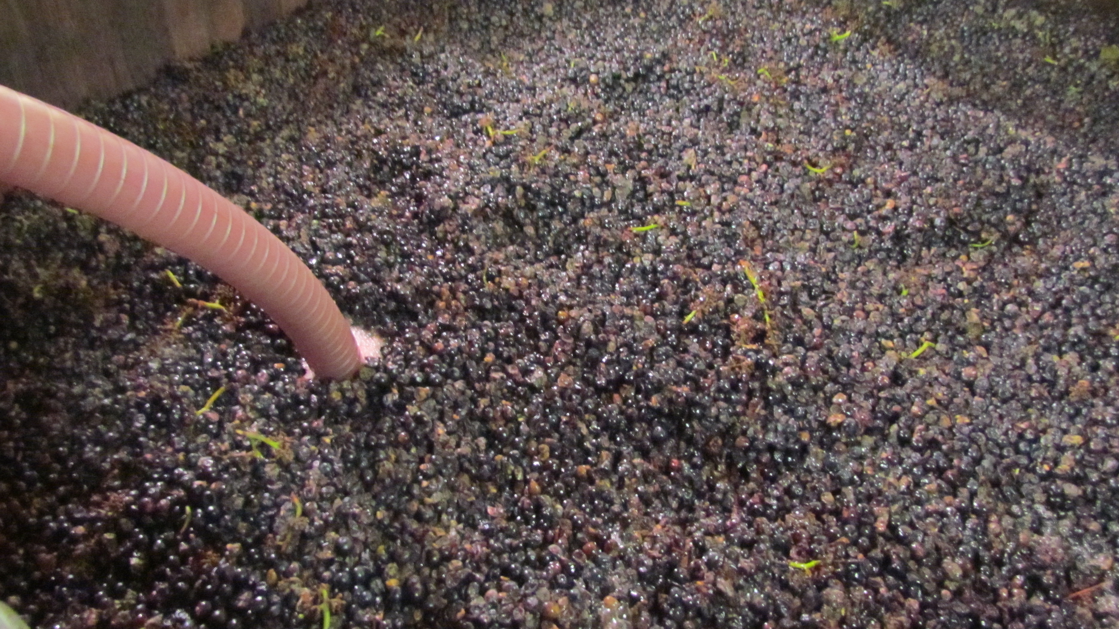 Maceration